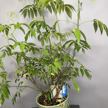 Load image into Gallery viewer, Elderberry Adams