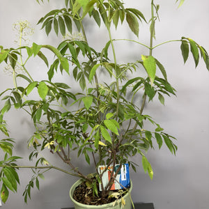 Elderberry Adams Shrub: Ornamental & Edible Delight – Wasson Nursery