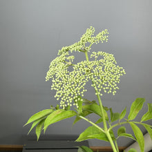 Load image into Gallery viewer, Elderberry Adams