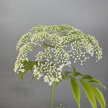 Load image into Gallery viewer, Elderberry Adams