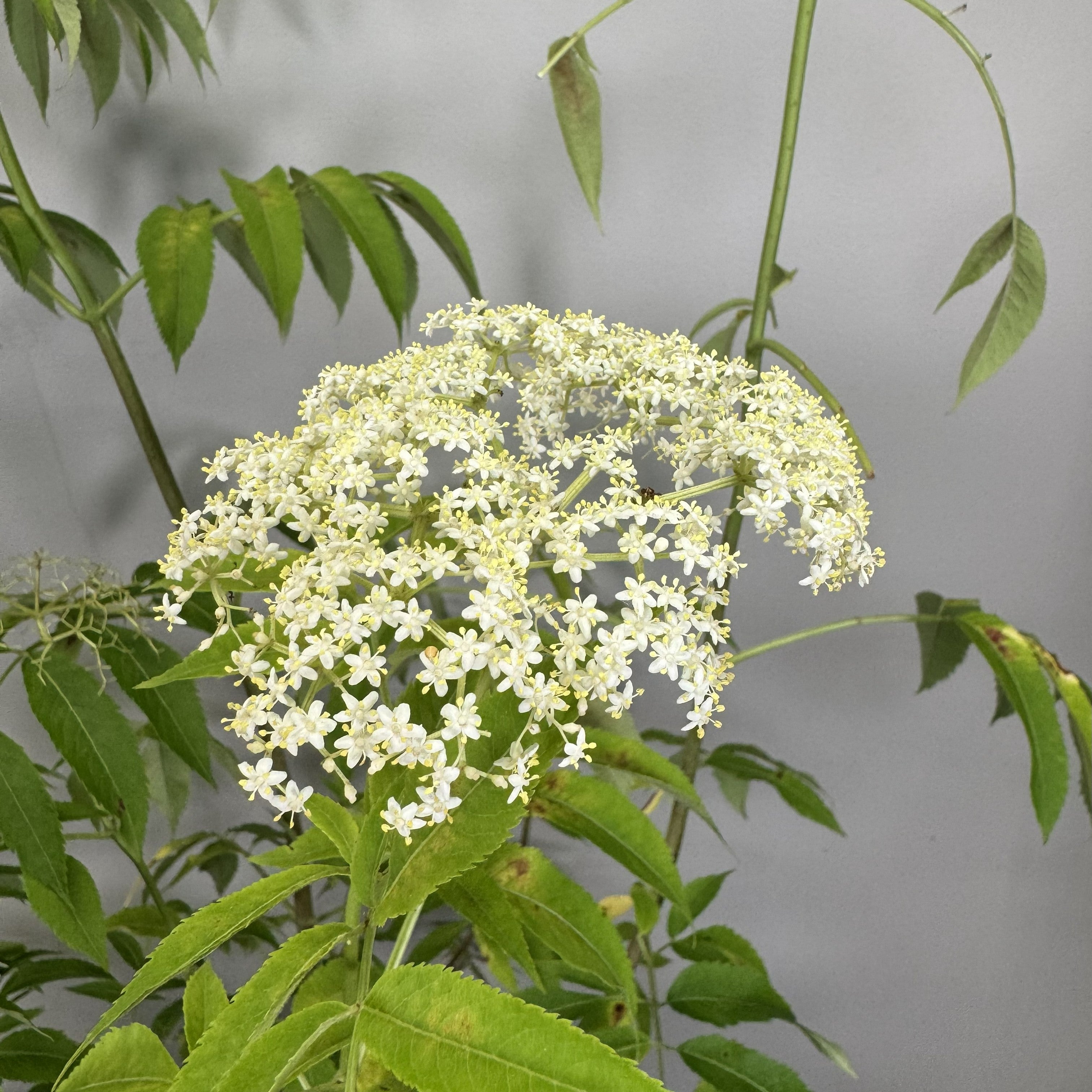 Elderberry Adams Shrub: Ornamental & Edible Delight  Wasson Nursery
