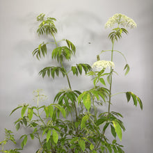 Load image into Gallery viewer, Elderberry Adams