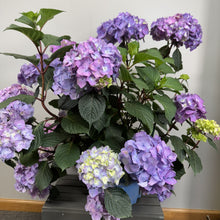 Load image into Gallery viewer, Hydrangea (Bigleaf) BloomStruck