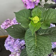 Load image into Gallery viewer, Hydrangea (Bigleaf) BloomStruck