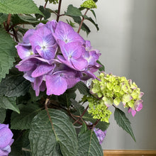 Load image into Gallery viewer, Hydrangea (Bigleaf) BloomStruck