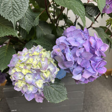 Load image into Gallery viewer, Hydrangea (Bigleaf) BloomStruck