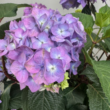 Load image into Gallery viewer, Hydrangea (Bigleaf) BloomStruck
