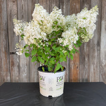 Load image into Gallery viewer, Hydrangea (Panicle) Bobo