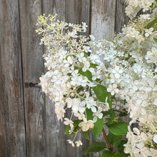 Load image into Gallery viewer, Hydrangea (Panicle) Bobo