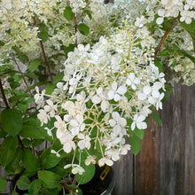 Load image into Gallery viewer, Hydrangea (Panicle) Bobo