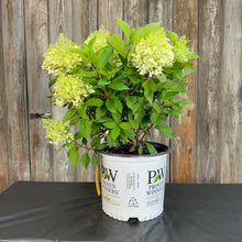 Load image into Gallery viewer, Hydrangea (Panicle) Fire Light Tidbit