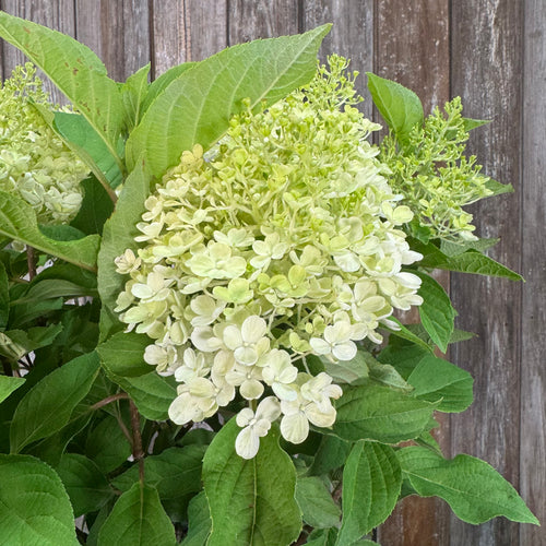 Hydrangea (Panicle) Fire Light Tidbit