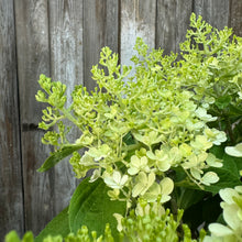 Load image into Gallery viewer, Hydrangea (Panicle) Fire Light Tidbit