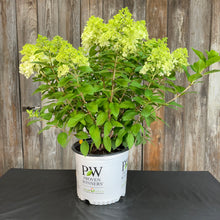 Load image into Gallery viewer, Hydrangea (Panicle) Little Lime Punch