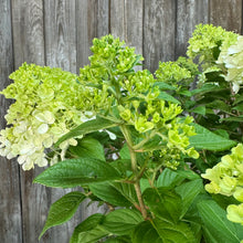 Load image into Gallery viewer, Hydrangea (Panicle) Little Lime Punch