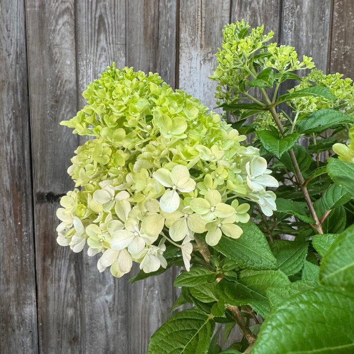 Hydrangea (Panicle) Little Lime Punch