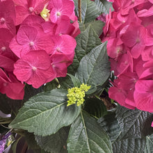 Load image into Gallery viewer, Hydrangea (Bigleaf) Summer Crush