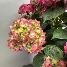 Load image into Gallery viewer, Hydrangea (Bigleaf) Summer Crush