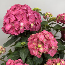 Load image into Gallery viewer, Hydrangea (Bigleaf) Summer Crush