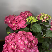 Load image into Gallery viewer, Hydrangea (Bigleaf) Summer Crush
