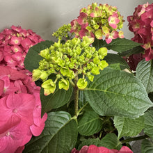 Load image into Gallery viewer, Hydrangea (Bigleaf) Summer Crush