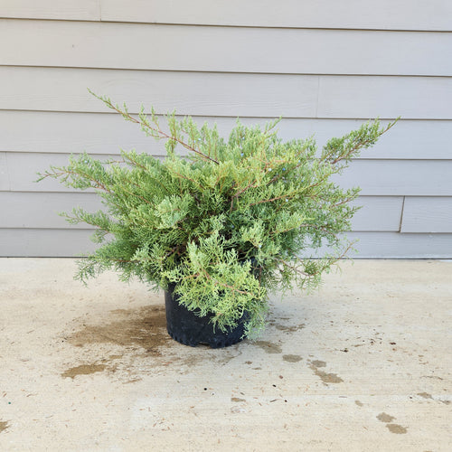 Juniper Grey Owl