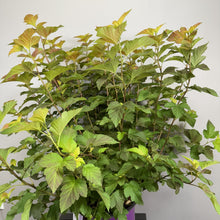 Load image into Gallery viewer, Ninebark Amber Jubilee