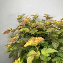 Load image into Gallery viewer, Ninebark Amber Jubilee