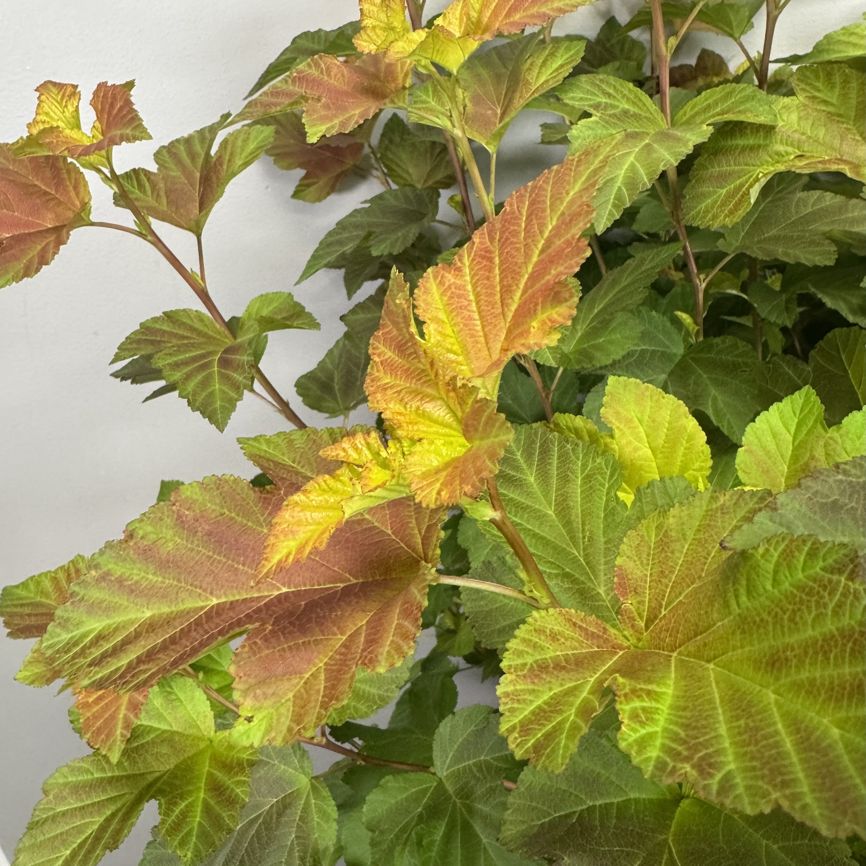 Ninebark Amber Jubilee Shrub: Vibrant Colorful Foliage – Wasson