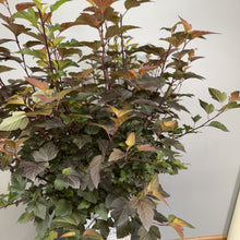 Load image into Gallery viewer, Ninebark Ginger Wine