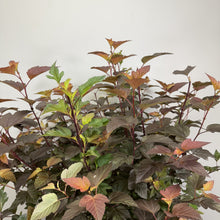 Load image into Gallery viewer, Ninebark Ginger Wine