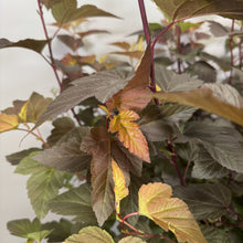 Load image into Gallery viewer, Ninebark Ginger Wine