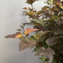 Load image into Gallery viewer, Ninebark Ginger Wine