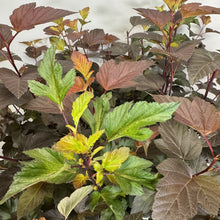 Load image into Gallery viewer, Ninebark Ginger Wine