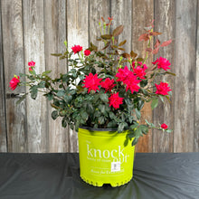 Load image into Gallery viewer, Rose KO Double Red