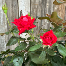 Load image into Gallery viewer, Rose KO Double Red