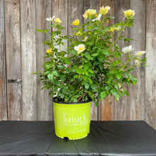 Load image into Gallery viewer, Rose KO Easy Bee-zy