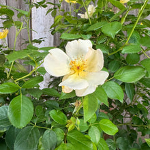 Load image into Gallery viewer, Rose KO Easy Bee-zy