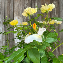 Load image into Gallery viewer, Rose KO Easy Bee-zy