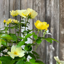 Load image into Gallery viewer, Rose KO Easy Bee-zy