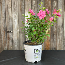 Load image into Gallery viewer, Rose of Sharon Magenta Chiffon