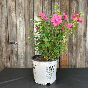 Magenta Chiffon Rose Of Sharon Live Plant - Hibiscus Syriacus 'Diana' - Bare Root