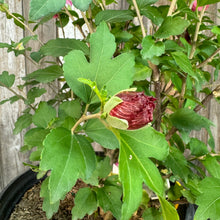 Load image into Gallery viewer, Rose of Sharon Magenta Chiffon