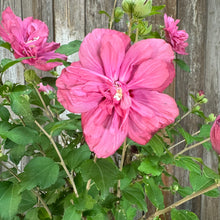 Load image into Gallery viewer, Rose of Sharon Magenta Chiffon