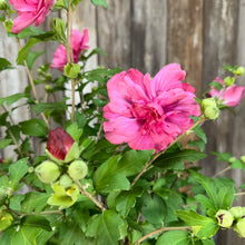 Load image into Gallery viewer, Rose of Sharon Magenta Chiffon