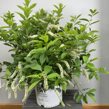 Load image into Gallery viewer, Sweetspire Little Henry