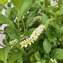 Load image into Gallery viewer, Sweetspire Little Henry