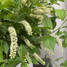 Load image into Gallery viewer, Sweetspire Little Henry