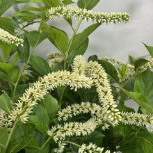 Load image into Gallery viewer, Sweetspire Little Henry