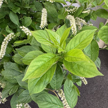 Load image into Gallery viewer, Sweetspire Little Henry